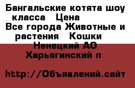 Бангальские котята шоу класса › Цена ­ 25 000 - Все города Животные и растения » Кошки   . Ненецкий АО,Харьягинский п.